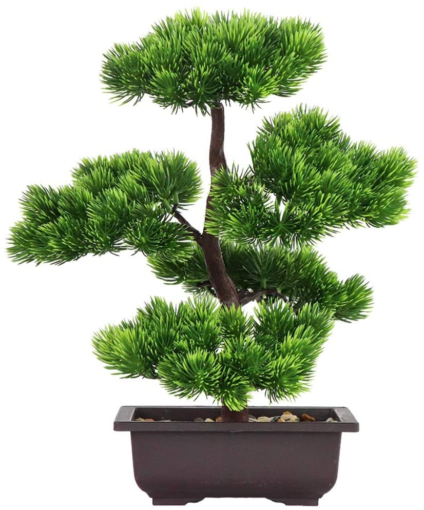 Victory Home Decor - Japanese Pine Bonsai Plant for Home