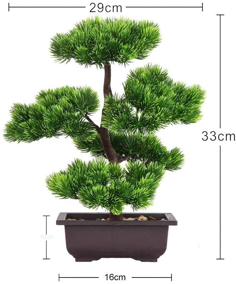 Japanese Pine Bonsai Plant for - Victory Home Decor 리뷰 및 가격