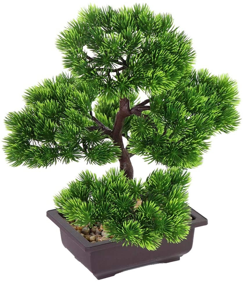 Japanese Pine Bonsai Plant for - Victory Home Decor 리뷰 및 가격
