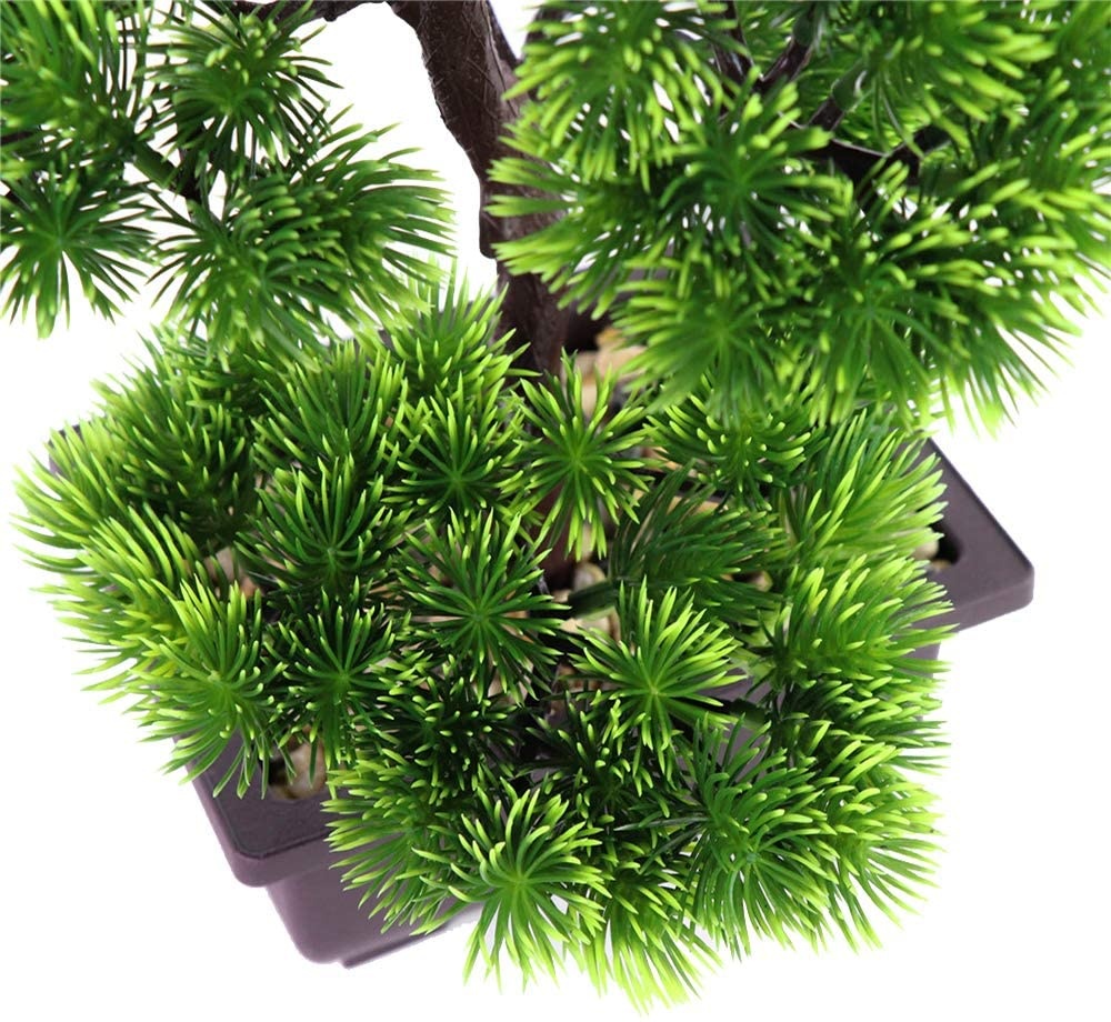 Japanese Pine Bonsai Plant for - Victory Home Decor 리뷰 및 가격