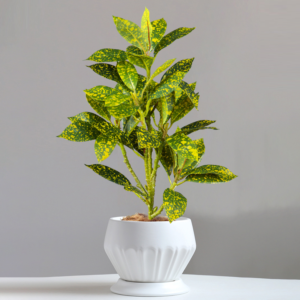 24-41cm Artificial Ficus Tree  - Victory Home Decor 리뷰 및 가격